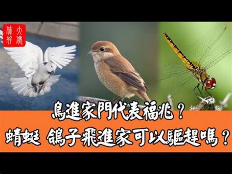 雀鳥飛入屋|【麻雀進屋什麼意思】麻雀進宅，吉兆還是凶兆？揭秘麻雀進屋背。